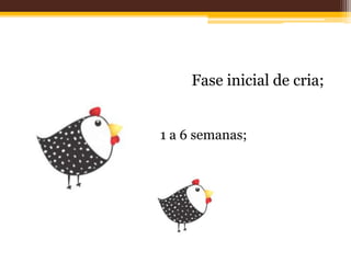 Fase inicial de cria;
1 a 6 semanas;
 