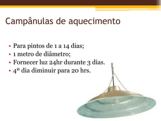 Campânulas de aquecimento
• Para pintos de 1 a 14 dias;
• 1 metro de diâmetro;
• Fornecer luz 24hr durante 3 dias.
• 4º dia diminuir para 20 hrs.
 