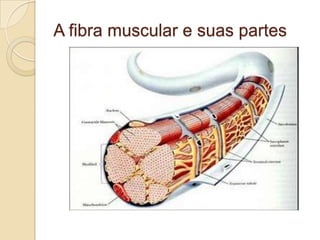 A fibra muscular e suas partes 