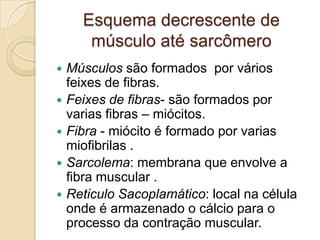 Esquema decrescente de músculo até sarcômeroMúsculos são formados  por vários  feixes de fibras.Feixes de fibras- são formados por varias fibras – miócitos.Fibra - miócito é formado por varias miofibrilas .Sarcolema: membrana que envolve a fibra muscular .Reticulo Sacoplamático: local na célula onde é armazenado o cálcio para o processo da contração muscular.
