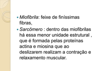 Miofibrila: feixe de finíssimas fibras, Sarcômero : dentro das miofibrilas há essa menor unidade estrutural , que é formada pelas proteínas actina e miosina que ao deslizarem realizam a contração e relaxamento muscular.