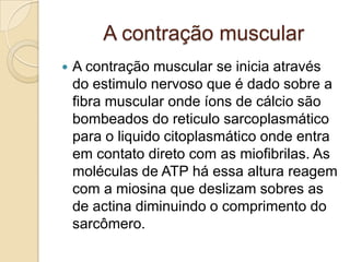   A contração muscular                                 A contração muscular se inicia através do estimulo nervoso que é dado sobre a fibra muscular onde íons de cálcio são bombeados do reticulo sarcoplasmático para o liquido citoplasmático onde entra em contato direto com as miofibrilas. As moléculas de ATP há essa altura reagem com a miosina que deslizam sobres as de actina diminuindo o comprimento do sarcômero.