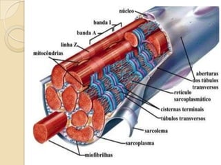Nutrição e músculo