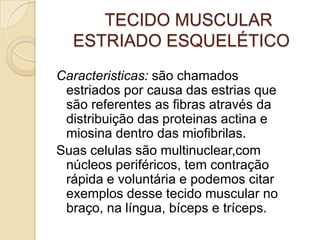    TECIDO MUSCULAR ESTRIADO ESQUELÉTICOCaracteristicas: são chamados estriados por causa das estrias que são referentes as fibras através da distribuição das proteinasactina e miosina dentro das miofibrilas.Suas celulas são multinuclear,com núcleos periféricos, tem contração rápida e voluntária e podemos citar exemplos desse tecido muscular no braço, na língua, bíceps e tríceps.