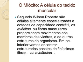 O Miócito: A célula do tecido muscular Segundo Wilson Roberto são células altamente especializadas e dotadas de capacidade contrátil, os miócitos  ou fibras musculares proporcionam movimentos aos membros das vicéras, e de outras estruturas do organismo. Em seu interior vamos encontrar estruturados pacotes de finíssimas fibras – as miofibrilas- .