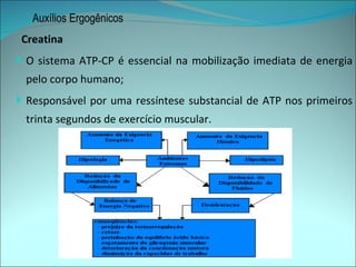 Auxílios Ergogênicos
 Creatina
 O sistema ATP-CP é essencial na mobilização imediata de energia
 pelo corpo humano;
 Responsável por uma ressíntese substancial de ATP nos primeiros
 trinta segundos de exercício muscular.
 