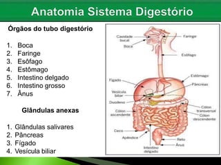 Órgãos do tubo digestório
1. Boca
2. Faringe
3. Esôfago
4. Estômago
5. Intestino delgado
6. Intestino grosso
7. Ânus
Glândulas anexas
1. Glândulas salivares
2. Pâncreas
3. Fígado
4. Vesícula biliar
 