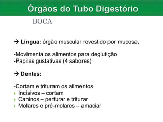  Língua: órgão muscular revestido por mucosa.
-Movimenta os alimentos para deglutição
-Papilas gustativas (4 sabores)
 Dentes:
-Cortam e trituram os alimentos
 Incisivos – cortam
 Caninos – perfurar e triturar
 Molares e pré-molares – amaciar
BOCA
 