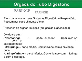 FARINGE
É um canal comum aos Sistemas Digestório e Respiratório.
Passam por ela o alimento e o ar.
Presença de órgãos linfoides (amígdalas e adenoides)
Divide-se em :
•Nasofaringe – parte superior. Comunica-se
com a
cavidade nasal
•Orofaringe – parte média. Comunica-se com a cavidade
bucal
•Laringofaringe – parte inferior. Comunica-se com laringe
e com o esôfago.
 