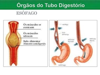 ESÔFAGO
 