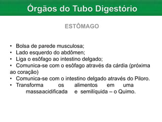 • Bolsa de parede musculosa;
• Lado esquerdo do abdômen;
• Liga o esôfago ao intestino delgado;
• Comunica-se com o esôfago através da cárdia (próxima
ao coração)
• Comunica-se com o intestino delgado através do Piloro.
• Transforma os alimentos em uma
massaacidificada e semilíquida – o Quimo.
 