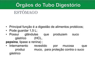 ESTÔMAGO
• Principal função é a digestão de alimentos protéicos;
• Pode guardar 1,5 L;
• Possui glândulas que produzem suco
gástrico (HCL,
pepsina, lipase e renina) ;
• Internamento revestido por mucosa que
produz muco, para proteção contra o suco
gástrico
 