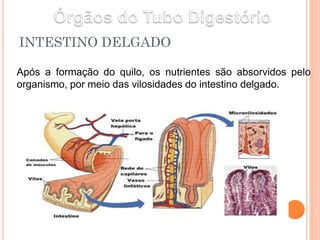 INTESTINO DELGADO
Após a formação do quilo, os nutrientes são absorvidos pelo
organismo, por meio das vilosidades do intestino delgado.
 