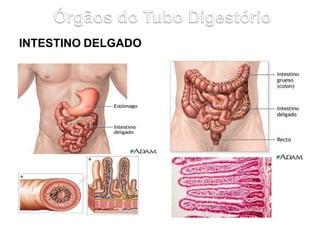 INTESTINO DELGADO
 