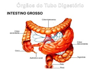 INTESTINO GROSSO
 
