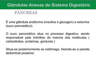 PÂNCREAS
É uma glândula endócrina (insulina e glucagon) e exócrina
(suco pancreático).
O suco pancreático atua no processo digestivo, sendo
responsável pela hidrólise da maioria das moléculas (
carboidratos, proteínas, gorduras )
Situa-se posteriormente ao estômago, fixando-se a parede
abdominal posterior.
 