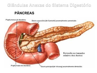 PÂNCREAS
 