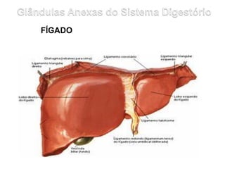 FÍGADO
 