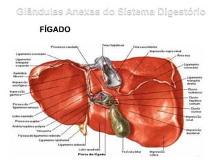 FÍGADO
 