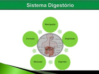 Mastigação
Deglutição
Digestão
Absorção
Excreção
 
