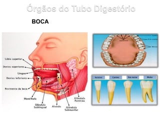 FARINGE
É um canal comum aos Sistemas Digestório e Respiratório.
Passam por ela o alimento e o ar.
Presença de órgãos linf...