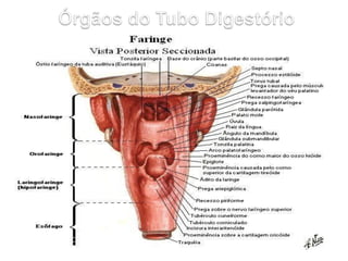 ESÔFAGO
 