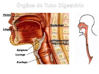• Bolsa de parede musculosa;
• Lado esquerdo do abdômen;
• Liga o esôfago ao intestino delgado;
• Comunica-se com o esôfag...