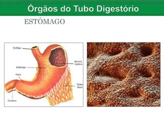 INTESTINO DELGADO
O intestino delgado é dividido em três
partes:
1.Duodeno – corresponde aos
primeiros 30 cm do intestino ...