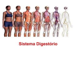 Sistema Digestório
 