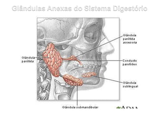 PÂNCREAS
 