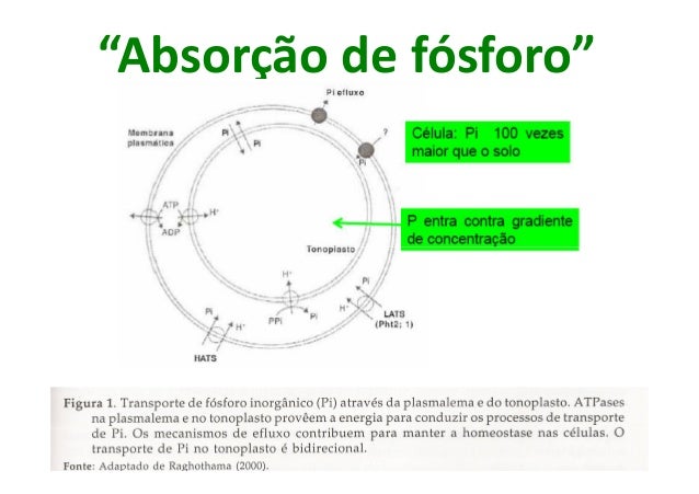 nutri-o-mineral-de-plantas-f-sforo-p
