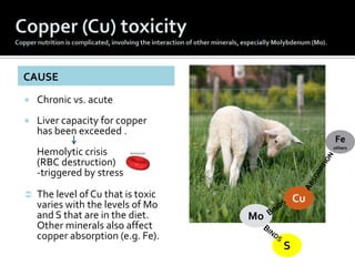 CAUSE
   Chronic vs. acute
   Liver capacity for copper
    has been exceeded .
                                        ...