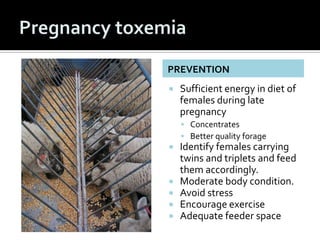 PREVENTION
   Sufficient energy in diet of
    females during late
    pregnancy
     Concentrates
     Better quality ...