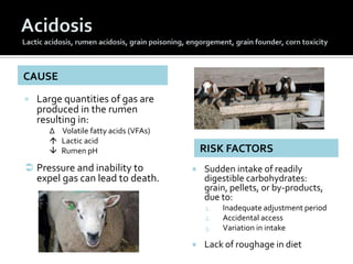 CAUSE
   Large quantities of gas are
    produced in the rumen
    resulting in:
      ∆ Volatile fatty acids (VFAs)
    ...