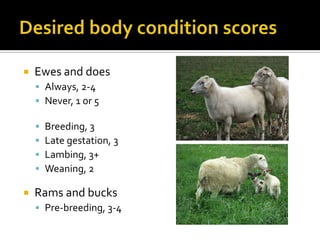    Ewes and does
     Always, 2-4
     Never, 1 or 5

       Breeding, 3
       Late gestation, 3
       Lambing, 3+...