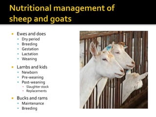    Ewes and does
       Dry period
       Breeding
       Gestation
       Lactation
       Weaning

   Lambs and k...