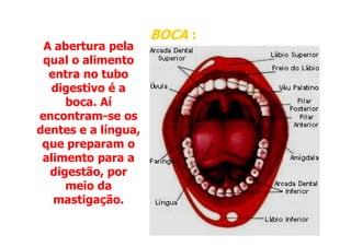 A abertura pela
qual o alimento
entra no tubo
digestivo é a
boca. Aí
encontram-se os
dentes e a língua,
BOCA
BOCA :
:
dentes e a língua,
que preparam o
alimento para a
digestão, por
meio da
mastigação.
 