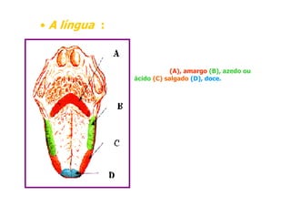 A língua movimenta o alimento empurrando-o
em direcção à garganta, para que seja
engolido. Na superfície da língua existem
dezenas de papilas gustativas, cujas células
sensoriais percebem os quatro sabores
primários: (A), amargo (B), azedo ou
ácido (C) salgado (D), doce.
Da sua combinação resultam centenas de
sabores distintos. A distribuição dos quatro
tipos de receptores gustativos, na superfície
•
• A língua
A língua :
:
tipos de receptores gustativos, na superfície
da língua, não é homogénea.
 