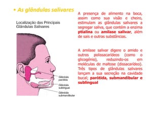 A presença de alimento na boca,
assim como sua visão e cheiro,
estimulam as glândulas salivares a
segregar saliva, que contém a enzima
ptialina ou amilase salivar, além
de sais e outras substâncias.
A amilase salivar digere o amido e
outros polissacarídeos (como o
glicogénio), reduzindo-os em
•
• As glândulas salivares
As glândulas salivares
glicogénio), reduzindo-os em
moléculas de maltose (dissacarídeo).
Três tipos de glândulas salivares
lançam a sua secreção na cavidade
bucal; parótida, submandibular e
sublingual
 