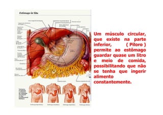 Um músculo circular,
que existe na parte
inferior, (
( Piloro
Piloro )
)
permite ao estômago
guardar quase um litro
guardar quase um litro
e meio de comida,
possibilitando que não
se tenha que ingerir
alimento
constantemente.
 