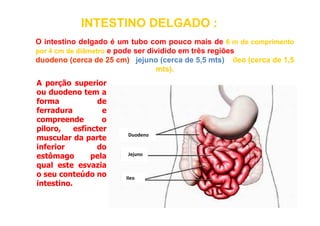 A porção superior
ou duodeno tem a
forma de
ferradura e
INTESTINO DELGADO
INTESTINO DELGADO :
:
O intestino delgado é um tubo com pouco mais de 6
6 m
m de
de comprimento
comprimento
por
por 4
4 cm
cm de
de diâmetro
diâmetro e pode ser dividido em três regiões:
duodeno
duodeno (cerca
(cerca de
de 25
25 cm)
cm) ,
, jejuno
jejuno (cerca
(cerca de
de 5
5,
,5
5 mts
mts)
) e
e íleo
íleo (cerca
(cerca de
de 1
1,
,5
5
mts
mts)
).
.
ferradura e
compreende o
piloro, esfíncter
muscular da parte
inferior do
estômago pela
qual este esvazia
o seu conteúdo no
intestino.
Duodeno
Jejuno
Ileo
 