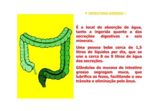 •
• INTESTINO GROSSO
INTESTINO GROSSO :
:
É o local de absorção de água,
tanto a ingerida quanto a das
secreções digestivas e sais
minerais.
Uma pessoa bebe cerca de 1,5
litros de líquidos por dia, que se
une a cerca 8 ou 9 litros de água
une a cerca 8 ou 9 litros de água
das secreções.
Glândulas da mucosa do intestino
grosso segregam muco, que
lubrifica as fezes, facilitando o seu
trânsito e eliminação pelo ânus.
 