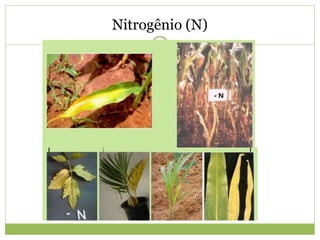 Nitrogênio (N)
 