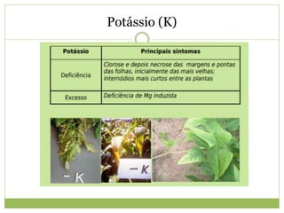 Potássio (K)
 
