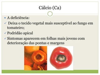 Cálcio (Ca)
 A deficiência:
 Deixa o tecido vegetal mais susceptível ao fungo em
tomateiro;
 Podridão apical
 Sintomas aparecem em folhas mais jovens com
deterioração das pontas e margens
 