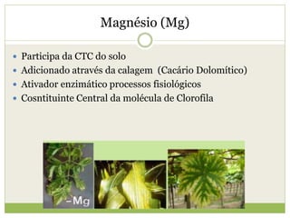 Magnésio (Mg)
 Participa da CTC do solo
 Adicionado através da calagem (Cacário Dolomítico)
 Ativador enzimático processos fisiológicos
 Cosntituinte Central da molécula de Clorofila
 