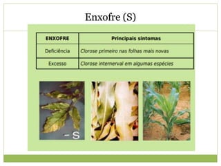 Enxofre (S)
 