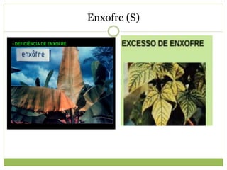 Enxofre (S)
 