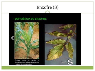 Enxofre (S)
 