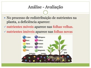 Análise - Avaliação
 No processo de redistribuição de nutrientes na
planta, a deficiência aparece:
 nutrientes móveis aparece nas folhas velhas.
 nutrientes imóveis aparece nas folhas novas
 